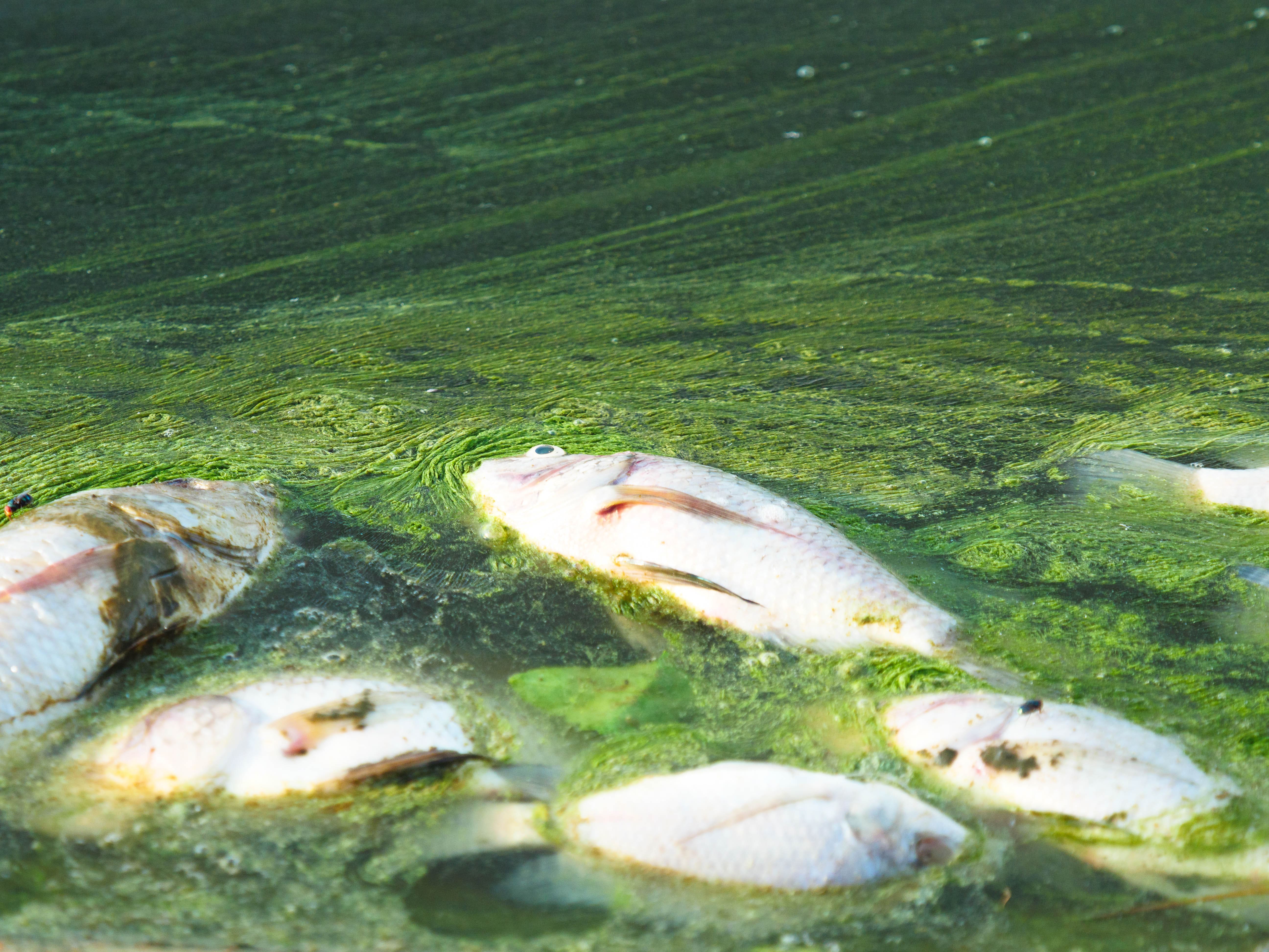 Open-ocean school of fish illustrating productive marine ecosystems